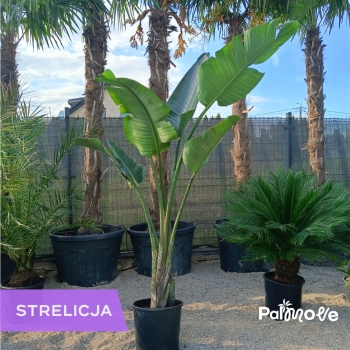 Strelitzia Nicolai